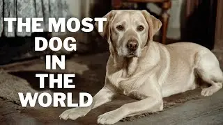 The Most Dog in the World (Dos Equis Style Ad)