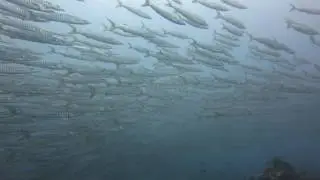 Barracudas in Anilao #DIVEPhilippines