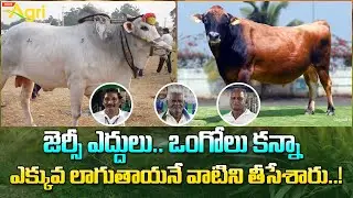 Ongole Bulls Competition | జెర్సీ ఎద్దులు ఒంగోలు కన్నా ఎక్కువ లాగుతాయనే వాటిని తీసేశారు..! Tone Agri