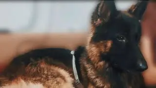German Shepherd Reacts To My Snoring