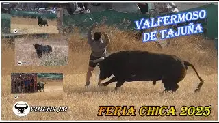Encierro Campo Valfermoso de Tajuña (Feria Chica 11-10-25)