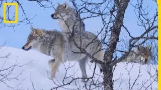 Comment les loups chassent dans la neige