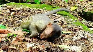 A real sad story Baby Carlino lose Mom sleeps on ground so pity!!!