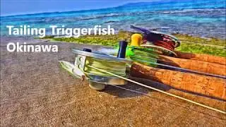 Tailing Triggerfish in Okinawa Japan