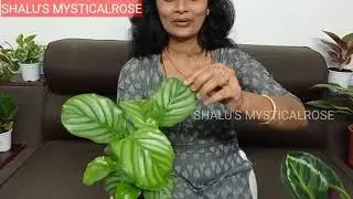 &Ccedil;ALATHEA/ DRACEANA/ COMBO OFFER/ ONLINE PLANTS/ WHOLE SALE PRICE/ INDOOR PLANTS