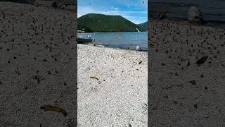 California tortoise shell, butterfly migration in full effect￼ #flyfishing #butterfly ￼#oregon