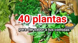 40 Hierbas y Plantas para Cocinar Rico y Saludable 🌿 | Cocina Natural y Casera 🍲🍽️