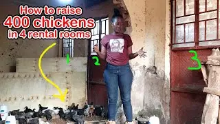 How to raise 400 chickens in Rental Rooms and earn Millions