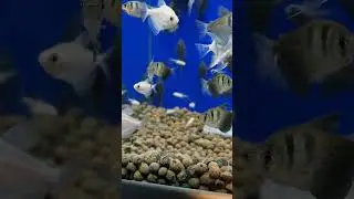 Beautiful black widow tetra fish albino white skirt tetras angel fish crystal clear water fish tank