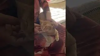 #song #80smusic #music #cat #flashback #runningupthathill #cutepet #funny #cuteanimal