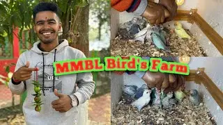 MMBL Farm ar Breeding Progress 🥰 Big Birds Team technique ￼ ￼