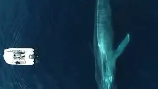 Largest blue whale | largest animal on earth blue whale video | whatsapp t