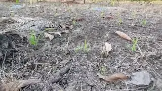 Intercropping System | Tumpangsari Kakao dan Jagung | #shorts #short #agriculture #kakao
