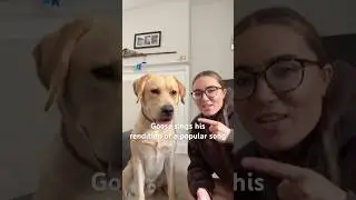 You Won&rsquo;t Believe This Dog Sings Piano Man!