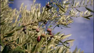 Olive oil: A flavor born of land and time