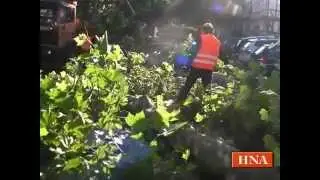Platanen in Frankenberg werden gef&auml;llt