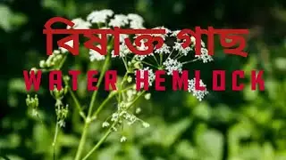 WATER HEMLOCK  II  ওয়াটার হেমলক