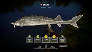 Russian Fishing 4 Trophy Beluga