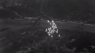 Chasing Pigs with Zenmuse XT Thermal
