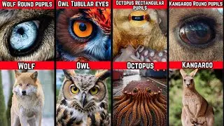 A Comparative Study of Animals Eyes | Exploring Animal Vision
