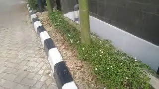 BUNGA PUTIH KECIL - KECIL