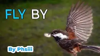 Feeder Birds-9 w music