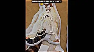 Find the real cat..! ☠️#trollface #edit #trollfaceedit