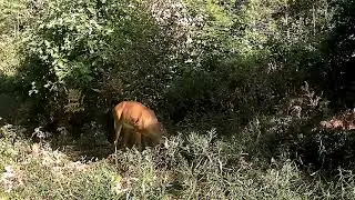Spring Doe & Spotted Fawn at Corner Pin | Trail Cam Compilation