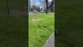 Maned goose couple