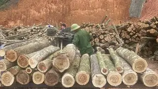 Wooden live . Magic saw can cut all types of wood#Happy new year from Vietnam 🇻🇳