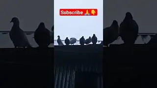 | |kabutar ki mela| | #shortsviral #pigeon #kabootarbazi #shortvideos #bird #pigeonlover