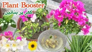 How to make Plant Booster with Ginger and Aloe Vera | Gardening tips