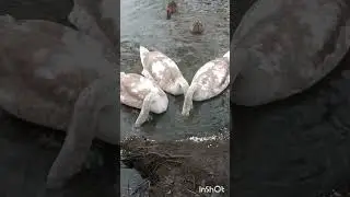 Лебединый семейный обед.