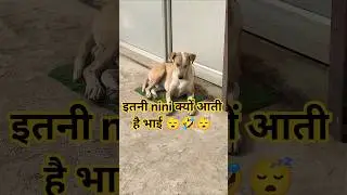 #comedy #shorts #viral #dog #animals #funny #pets #viralvideo #youtubeshorts #memes #comedyshorts