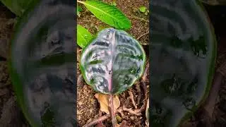 GEOGENANTHUS CILLATUS #shorts #geogenanthus #cilliatus