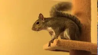 Squirrel barking