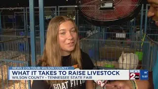 TN State Fair: Boer Goat Show