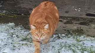 Adorable Rescue Cat adventures!