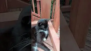 Bear relaxing on the deck