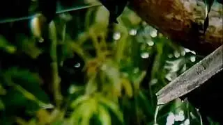 Soothing Rain Soundscape for Zen Meditation &bull; Nature&rsquo;s Peace for Your Mind