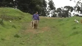 elementdogs: 'In Their Element' Dog Walks