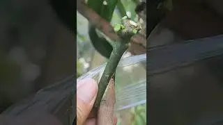 Plant grafting and tree care techniques #2692
