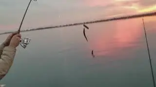 Brooklyn Herring Fishing