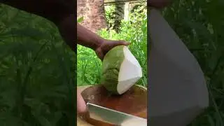 Coconut Cutting ✂️🏝️🥥 ... #CoconutCutting #Satisfying#ASMR #VillageLife #Relaxing