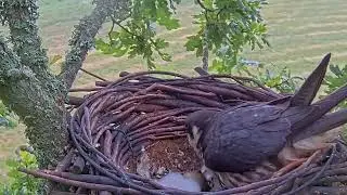 #falcon Cam4#32 Review baby birds in the nest - Dad and mother brings food to feed their chicks