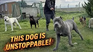 Walking This Dog Takes Guts! Cane Corso Carlos Means Business