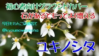 万能で初心者向けグラウンドカバーユキノシタ今日もわんこは園芸と