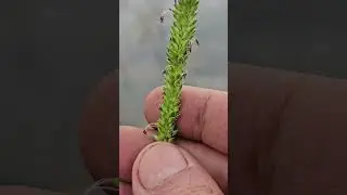 A grass - Sacciolepis interrupta