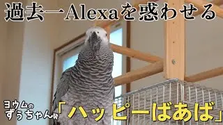 【喋る鳥ずぅvs.アレクサ】ついにAIが本気を出す？！