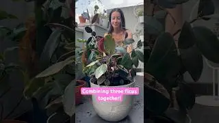 Planting 3 #FicusElastica varieties together in one pot | Plant combining, yes or no?! #rubberplants